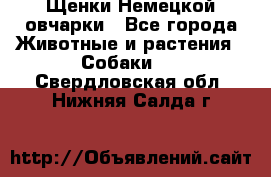 Щенки Немецкой овчарки - Все города Животные и растения » Собаки   . Свердловская обл.,Нижняя Салда г.